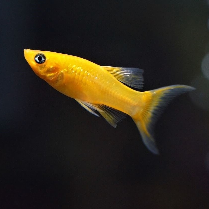 Poec.sphenops   Molly gold lierstaart M